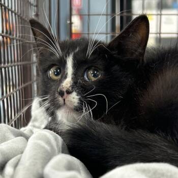 Maple -  Domestic Short Hair Cat for Adoption in Newark, New Jersey - Maple | PetCurious