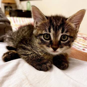 Eerie 27 -  Domestic Short Hair Cat for Adoption in Austin, Texas - Eerie 27 | PetCurious