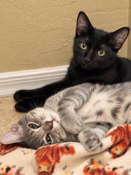 Nebula Avenger Bonded With Thanos -  Domestic Short Hair Cat for Adoption in Chandler, Arizona - Nebula Avenger Bonded With Thanos | PetCurious