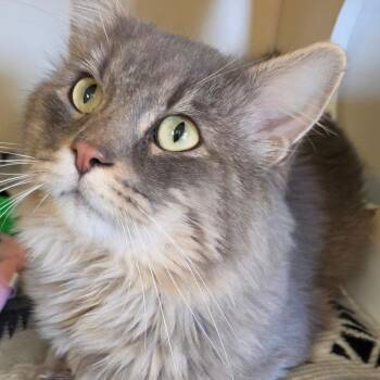 The Cat -  Domestic Long Hair Cat for Adoption in South Elgin, Illinois - The Cat | PetCurious