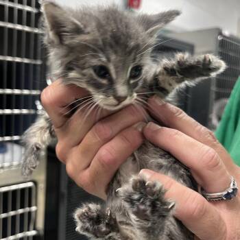Marie-C -  Domestic Short Hair Cat for Adoption in East St. Louis, Illinois - Marie-C | PetCurious