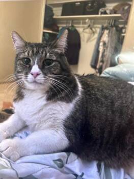 Domestic Short Hair Cats Available for Adoption in Hurricane, Utah - Felix | PetCurious