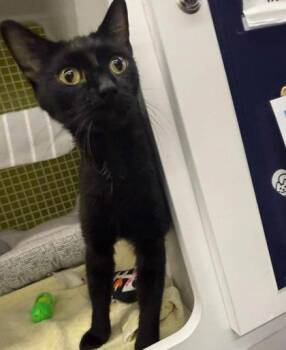 True North -  Domestic Short Hair Cat for Adoption in Kansas City, Missouri - True North | PetCurious