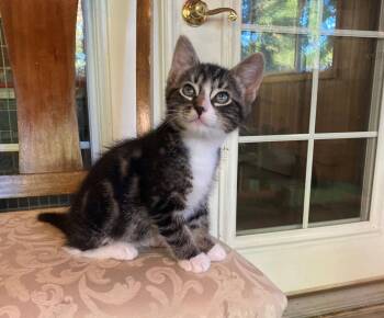 Boy Buddies  - kittens -  Domestic Short Hair Cat for Adoption in Hillsboro, Oregon - Boy Buddies  - Kittens | PetCurious