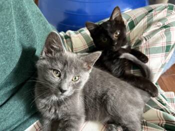 Domestic Short Hair Cats Available for Adoption - Stewart & Scooter | PetCurious