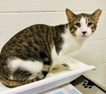 Domestic Short Hair Cats Available for Adoption - CHONKY | PetCurious