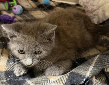 Rory -  Domestic Short Hair Cat for Adoption in Elkins, West Virginia - Rory | PetCurious