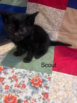 Scout -  Domestic Short Hair Cat for Adoption in Johnson City, Tennessee - Scout | PetCurious