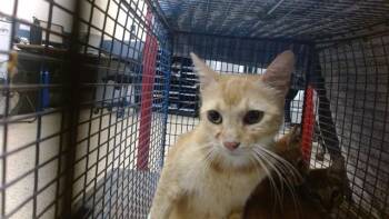 BIG MAMA -  Domestic Short Hair Cat for Adoption in Doral, Florida - BIG MAMA | PetCurious