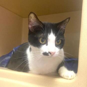 Lil Muffin -  Domestic Short Hair Cat for Adoption in Elyria, Ohio - Lil Muffin | PetCurious