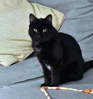 Domestic Short Hair Cats Available for Adoption - Dough | PetCurious