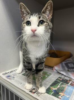 Rescue Tabby Cats for Adoption in Pottsville, Pennsylvania - Dunkin | PetCurious