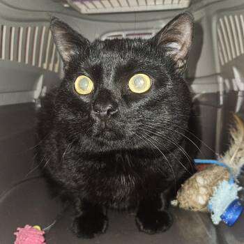Finneus -  Domestic Short Hair Cat for Adoption in Cedar Rapids, Iowa - Finneus | PetCurious