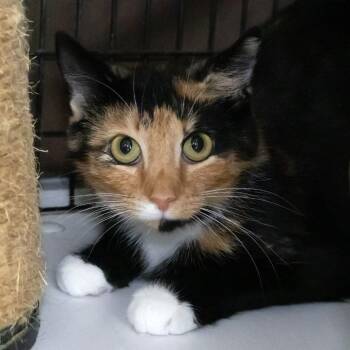 Niagara -  Domestic Short Hair Cat for Adoption in Mckean, Pennsylvania - Niagara | PetCurious