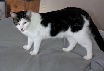 Mr. Rogers -  Domestic Short Hair Cat Available for Adoption in Glendale, Arizona - Mr. Rogers | PetCurious