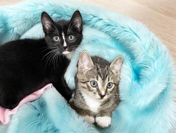 Domestic Short Hair Cats Available for Adoption in Fort Lauderdale, Florida - PEPE | PetCurious