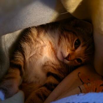 Dulce -  Domestic Short Hair Cat for Adoption in La Grange, Kentucky - Dulce | PetCurious