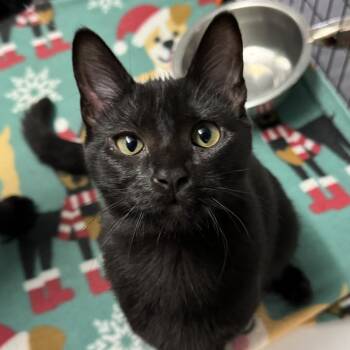Rescue Domestic Short Hair Cats for Adoption in Redwood Valley, California - Opal | PetCurious