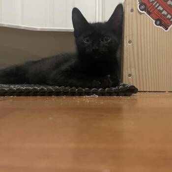Rocky -  Domestic Short Hair Cat for Adoption in Washougal, Washington - Rocky | PetCurious