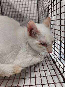 BISCUIT -  Domestic Short Hair Cat for Adoption in Fort Lauderdale, Florida - BISCUIT | PetCurious