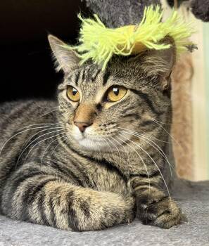 Juneau -  Tabby Cat for Adoption in Fort Worth, Texas - Juneau | PetCurious