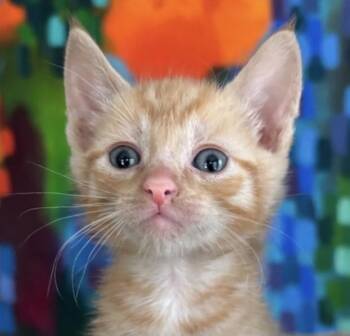 Domestic Medium Hair Cats Available for Adoption in Asbury Park, New Jersey - Wilde | PetCurious