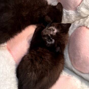 Lastelle -  Domestic Short Hair Cat for Adoption in Philadelphia, Pennsylvania - Lastelle | PetCurious