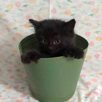 Uno -  Domestic Long Hair Cat Available for Adoption - Uno | PetCurious