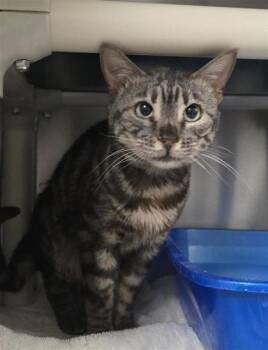 Domestic Short Hair Cats Available for Adoption in Montreal, Quebec - Famous | PetCurious