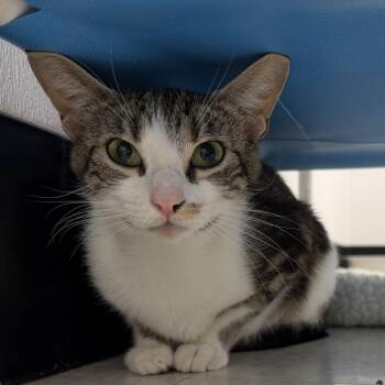 Domestic Short Hair Cats Available for Adoption in Sunnyvale, California - Tui | PetCurious
