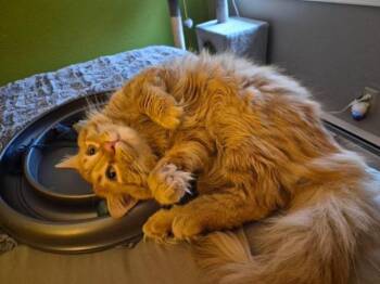 Wuxi -  Domestic Long Hair Cat for Adoption in Anchorage, Alaska - Wuxi | PetCurious