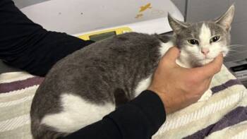 Rescue Domestic Short Hair Cats for Adoption in Cincinnati, Ohio - Shay | PetCurious