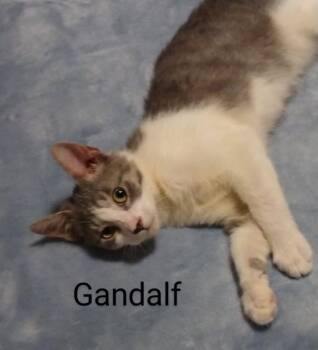 Rescue Domestic Short Hair Cats for Adoption in Darien, Georgia - Gandalf | PetCurious