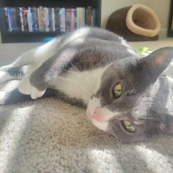 Domestic Short Hair Cats Available for Adoption - Count Rugen | PetCurious