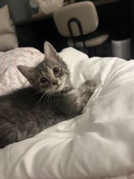 Domestic Short Hair Cats Available for Adoption in Columbia, Maryland - Lucy | PetCurious