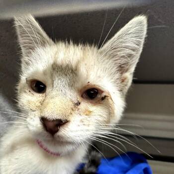 Sour Patch Kid -  Domestic Short Hair Cat for Adoption in Goleta, California - Sour Patch Kid | PetCurious