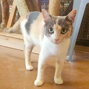 Harley -  Dilute Calico Cat for Adoption in Green Valley, Arizona - Harley | PetCurious