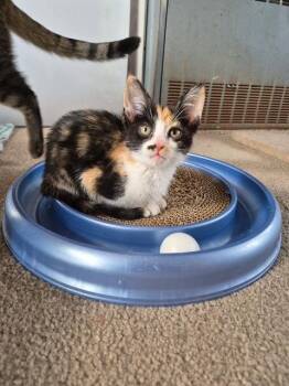 Calico and Domestic Short Hair Cats Available for Adoption in Livonia, Michigan - Echo | PetCurious