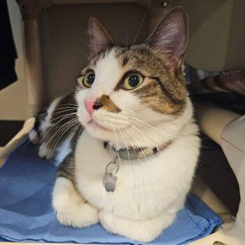 KiKi 8 -  Domestic Short Hair Cat for Adoption in Austin, Texas - KiKi 8 | PetCurious
