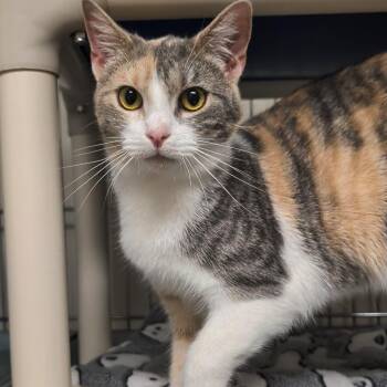 Domestic Short Hair Cats Available for Adoption in West Jefferson, Ohio - Sweet Pea | PetCurious