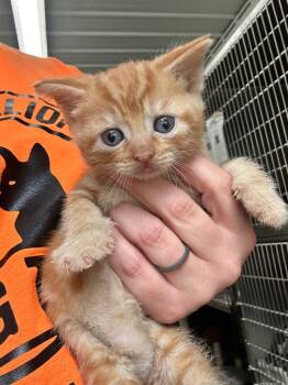 Rescue Domestic Medium Hair Cats for Adoption in Hillsdale, Indiana - Gabby | PetCurious