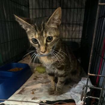 Meowtastic -  Domestic Short Hair Cat for Adoption in Stephenville, Texas - Meowtastic | PetCurious