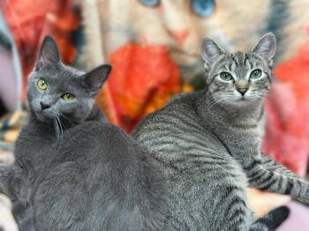 Hazel Valet -  Domestic Short Hair Cat for Adoption in Mount Laurel Township, New Jersey - Hazel Valet | PetCurious