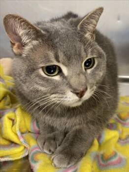 Domestic Short Hair Cats Available for Adoption - ROSIE | PetCurious