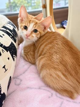 Jack O Lantern -  Domestic Short Hair Cat for Adoption in Rio Linda, California - Jack O Lantern | PetCurious