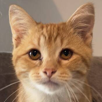 Grimm -  Domestic Short Hair Cat for Adoption in Auburn, Nebraska - Grimm | PetCurious