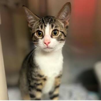 Ash -  Domestic Short Hair Cat for Adoption in Concord, North Carolina - Ash | PetCurious