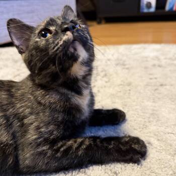 Tortoiseshell Cats Available for Adoption in Canton, Massachusetts - Annabelle | PetCurious