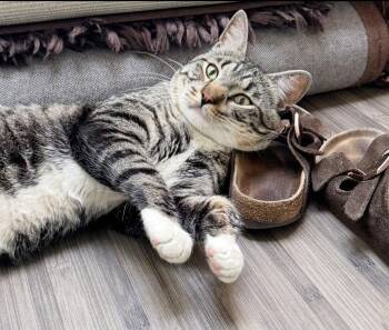 Rufus -  Tabby Cat for Adoption in Alameda, California - Rufus | PetCurious