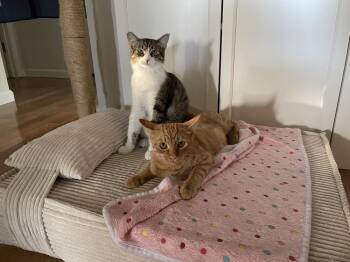 Pickle -  Domestic Short Hair Cat for Adoption in Fremont, California - Pickle | PetCurious